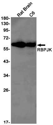 RBPJK Rabbit Monoclonal Antibody