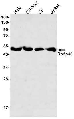 RBBP4 Rabbit mAb