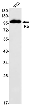 RB1 Antibody