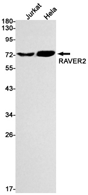 RAVER2 Antibody
