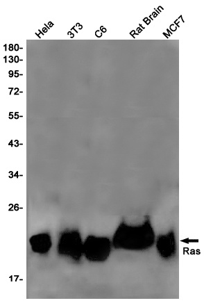 GTPase NRAS Rabbit Monoclonal Antibody