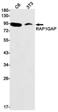 RAP1GAP Antibody