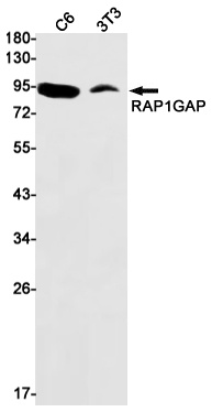 RAP1GAP Rabbit mAb