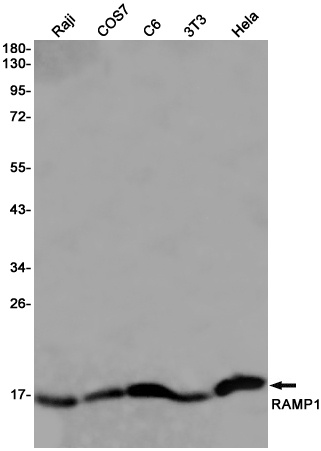 RAMP1 Antibody