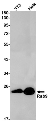 RAB9A Antibody
