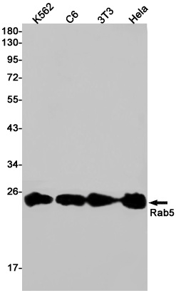 RAB5A Antibody