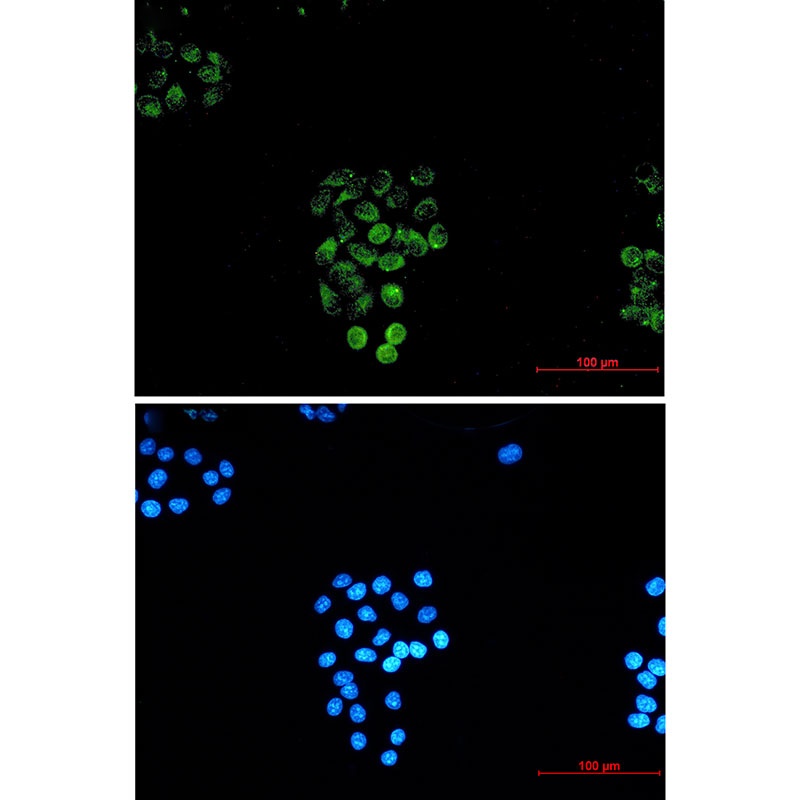 Rab45 Rabbit mAb