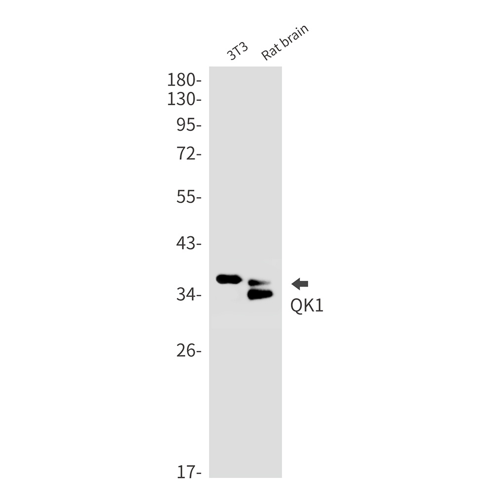 QKI Antibody