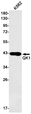 QKI Antibody