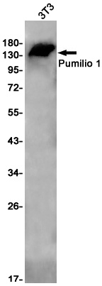 PUM1 Antibody