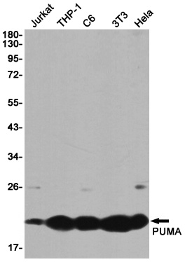 BBC3 Antibody