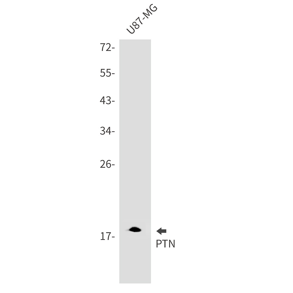 PTN Antibody