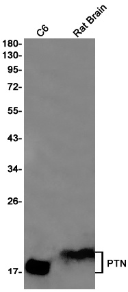 PTN Antibody