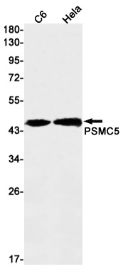 PSMC5 Antibody