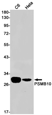 PSMB10 Antibody