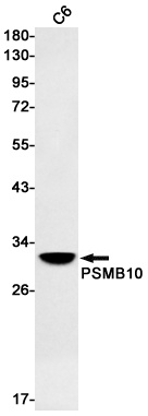 PSMB10/MECL1 Rabbit Monoclonal Antibody