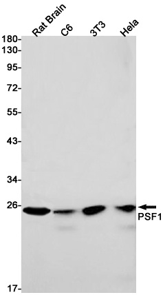 PSF1 Rabbit mAb