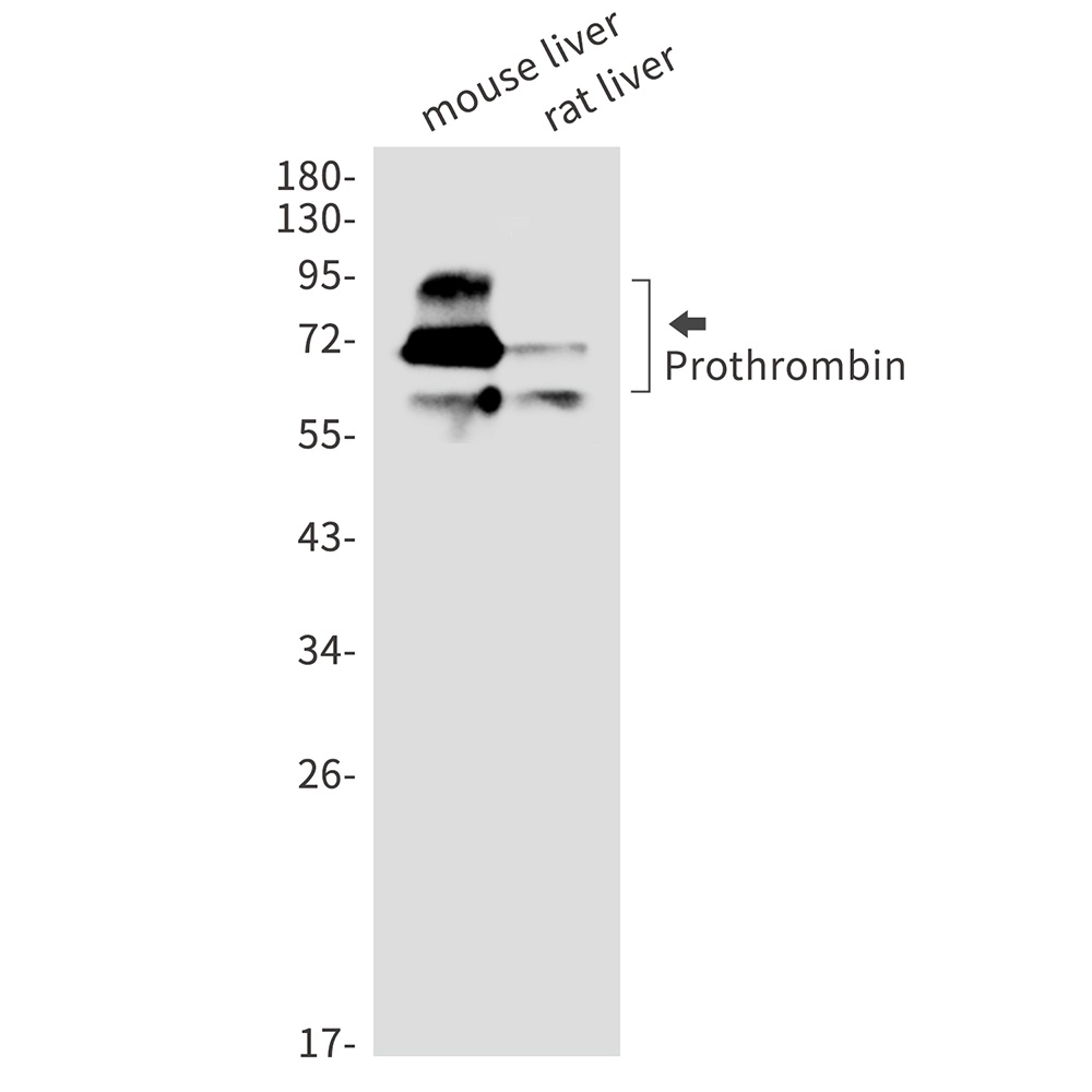 Prothrombin Rabbit Monoclonal Antibody