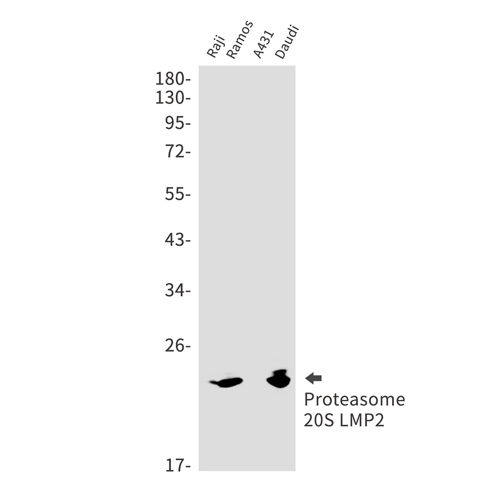 PSMB9 Antibody
