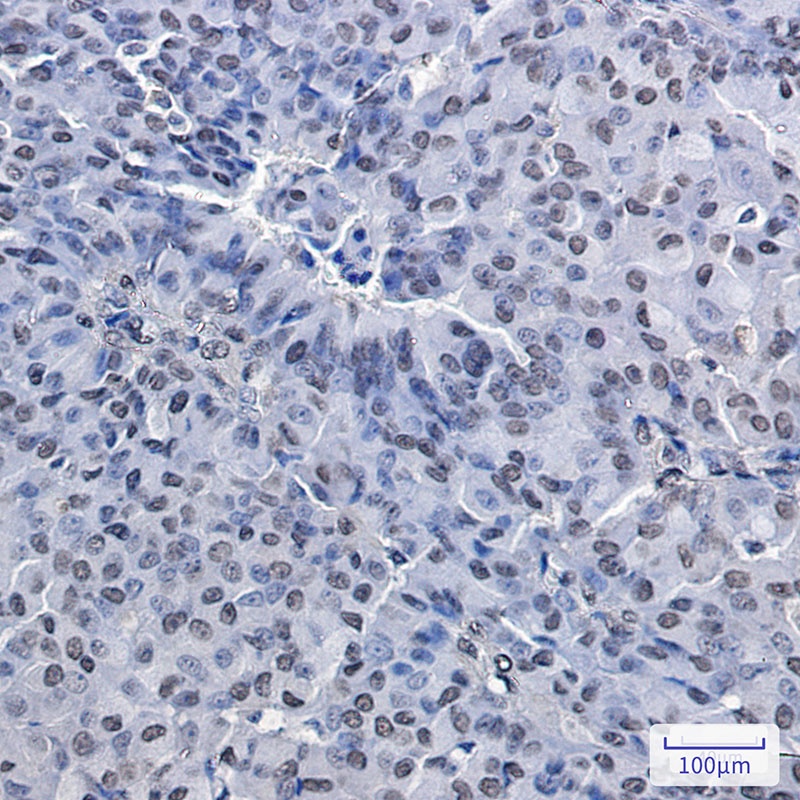 PRMT1 Antibody