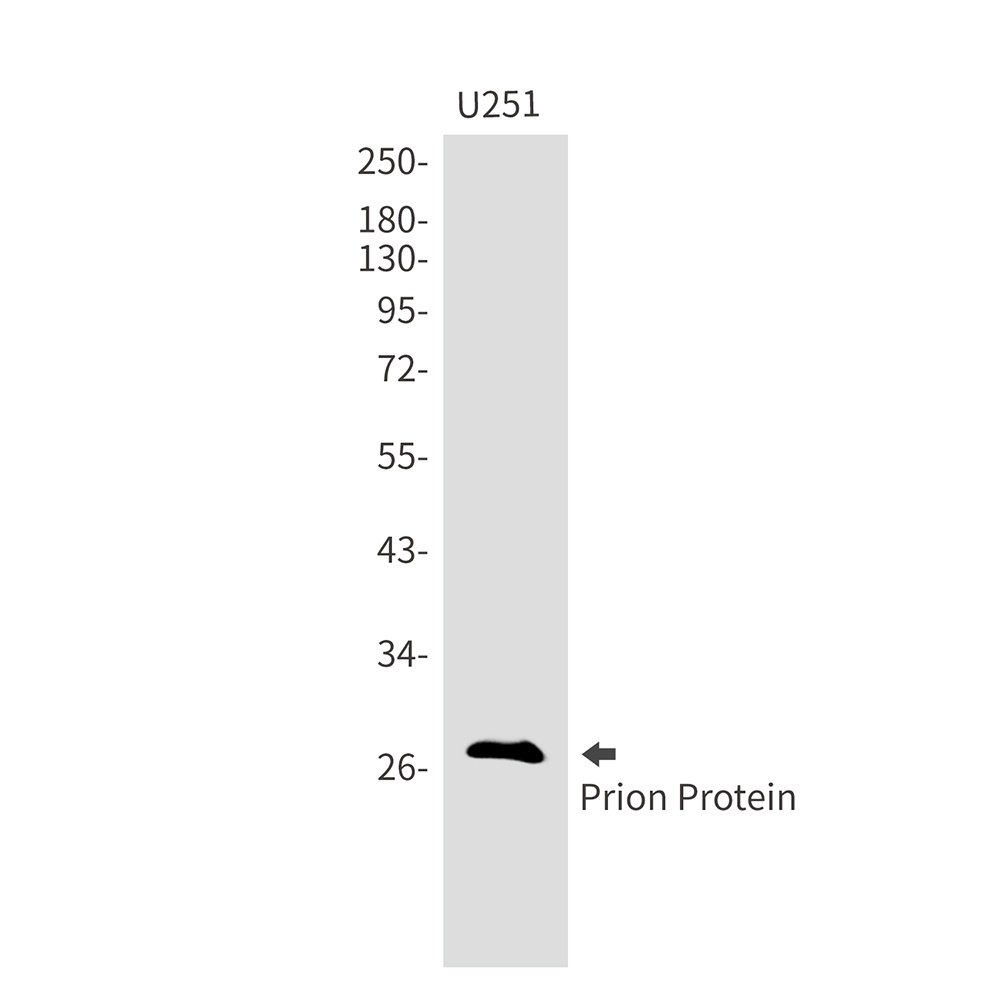 PRNP Antibody