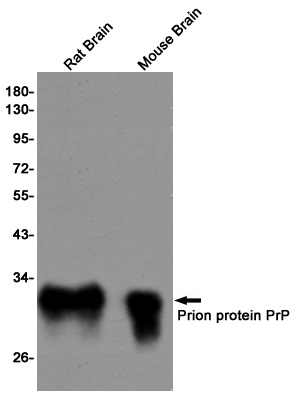 PRNP Antibody