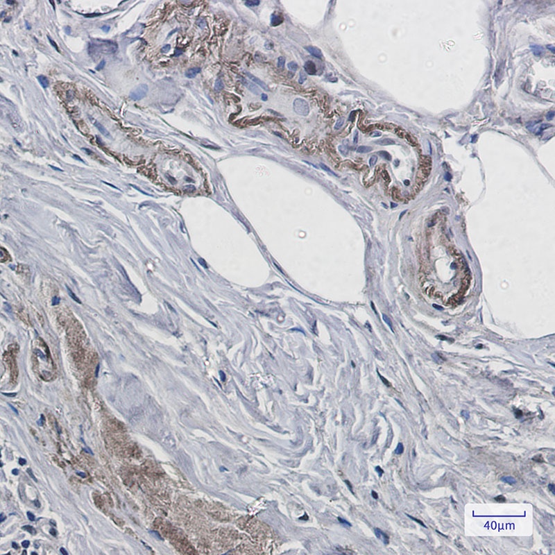 PRNP Antibody