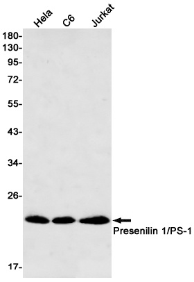 PSEN1 Antibody