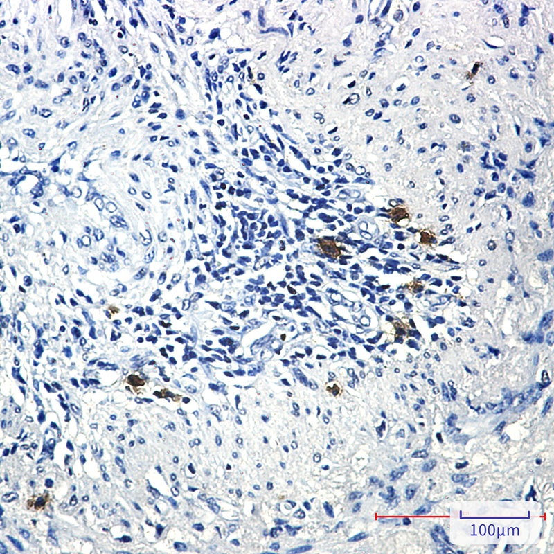 PRC1 Antibody