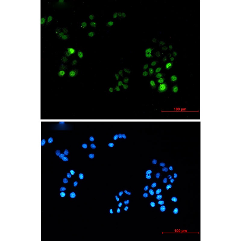 PRC1 Antibody