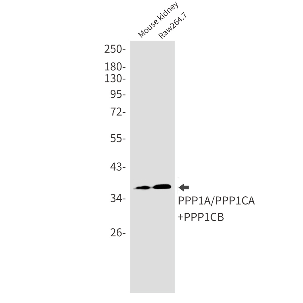 PPP1CA Antibody