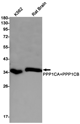 PPP1CA Antibody