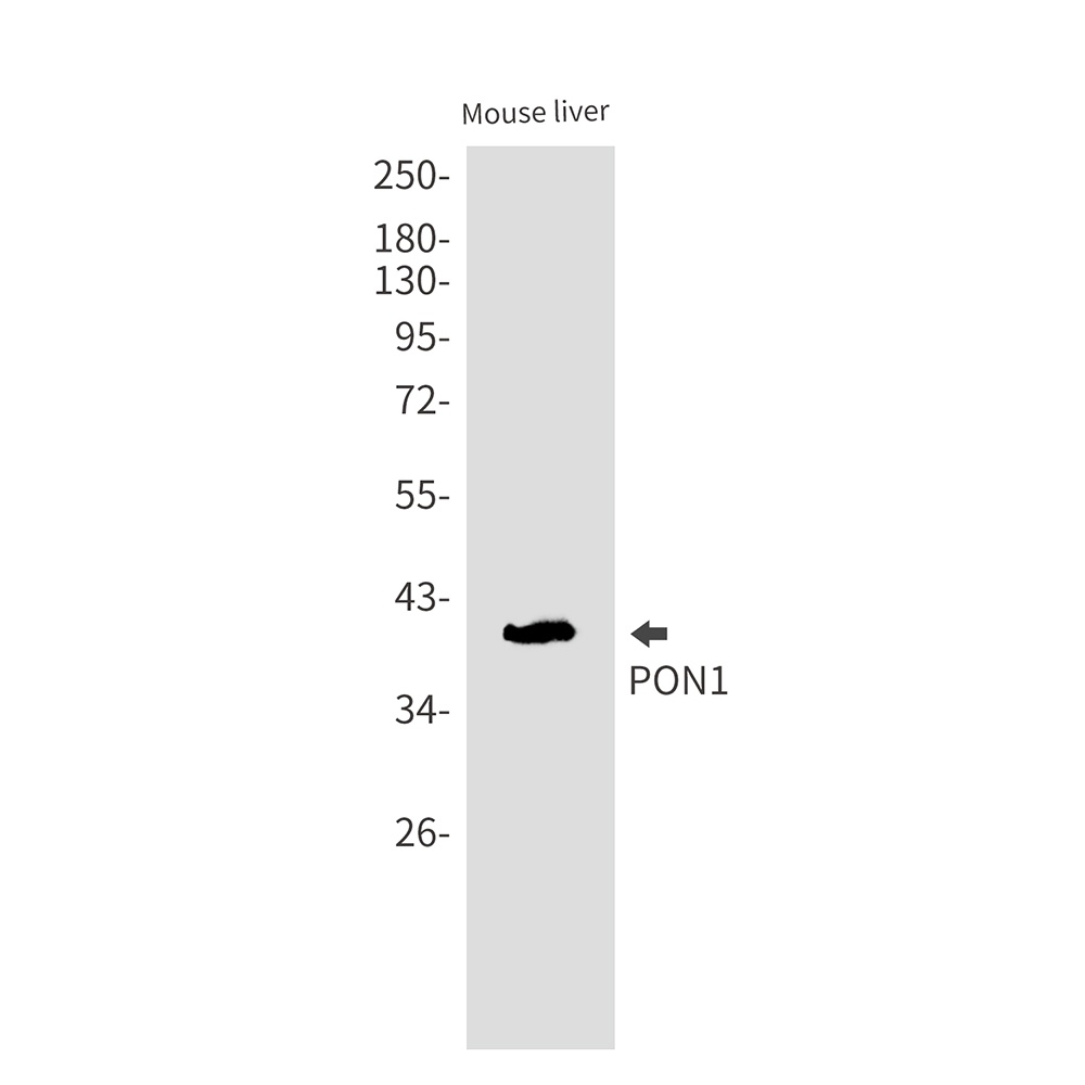 PON1 Antibody
