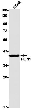 PON1 Antibody