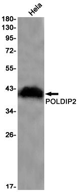 POLDIP2 Rabbit Monoclonal Antibody