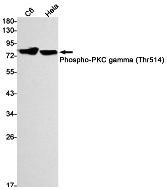 [KD] Phospho-PKC gamma (Thr514) Rabbit mAb