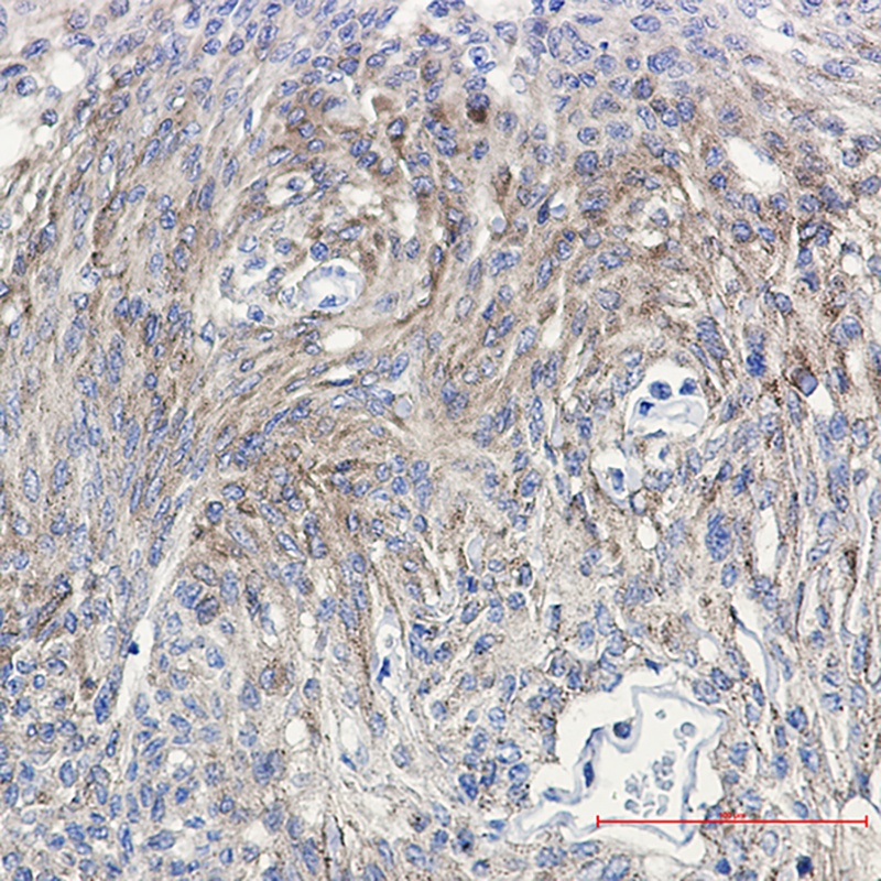 [KD] Phospho-PKC gamma (Thr514) Rabbit mAb