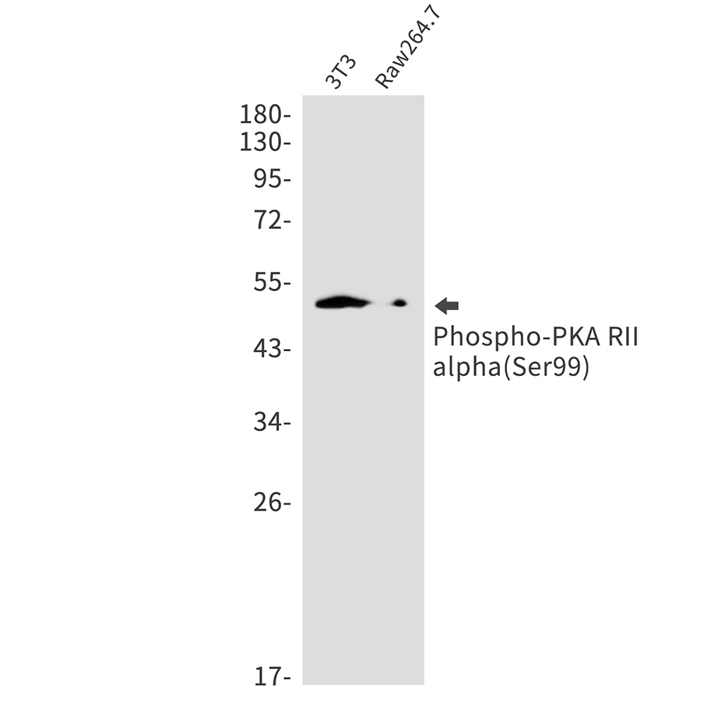 PRKAR2A Antibody