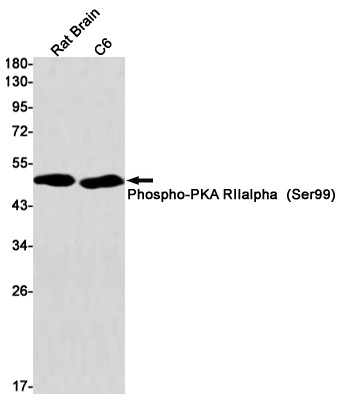 PRKAR2A Antibody