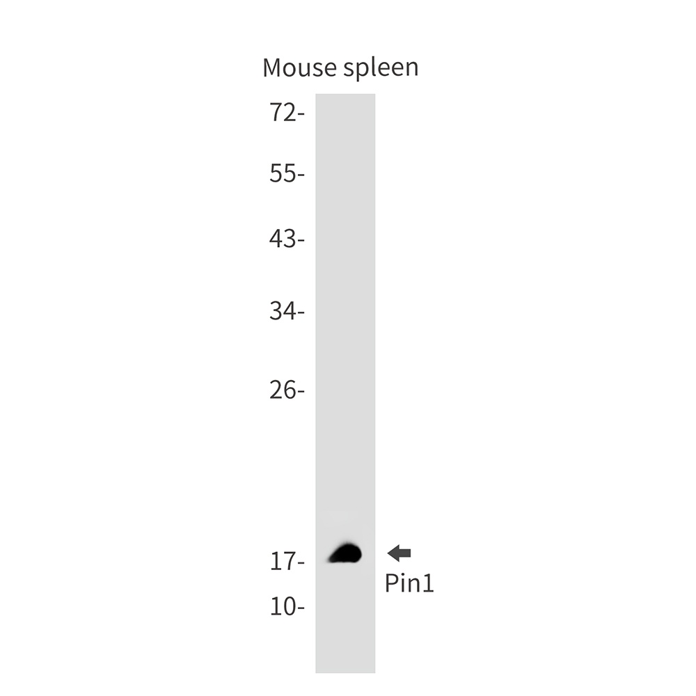 PIN1 Antibody