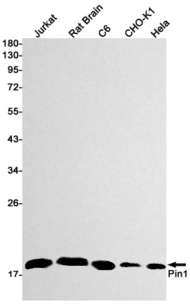 PIN1 Antibody