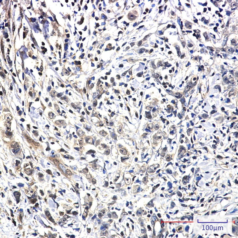 PIN1 Antibody