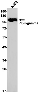 PIK3CG Antibody