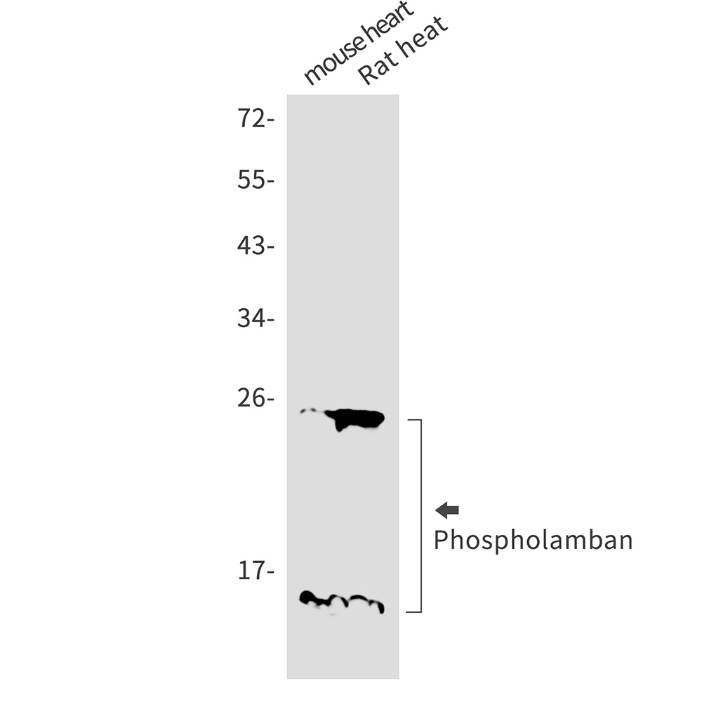 PLN Antibody