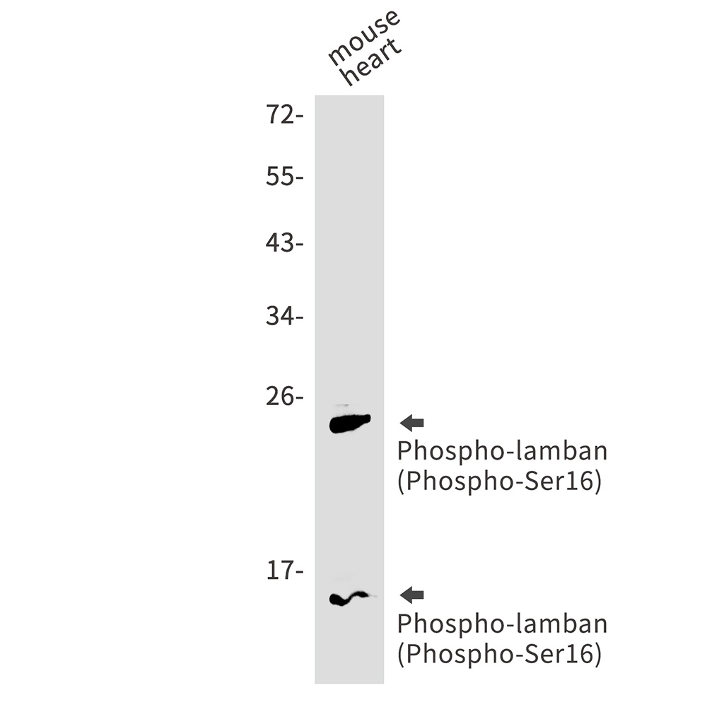 PLN Antibody