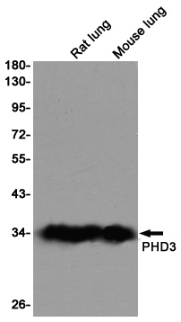 PHD3 Rabbit mAb