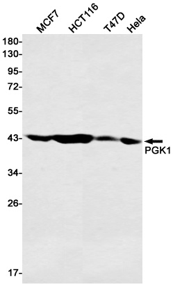 PGK1 Antibody