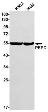 PEPD Antibody