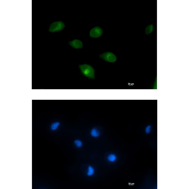 PCK2 Antibody