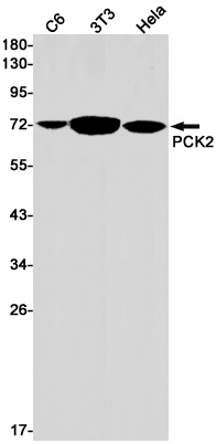PCK2 Antibody
